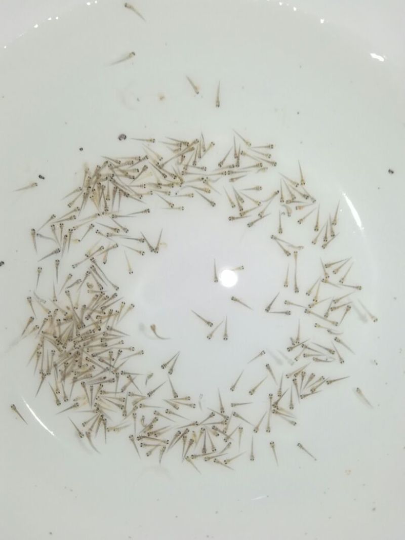 台湾泥鳅苗泥鳅水花苗泥鳅孵化场生长速度快存活率高