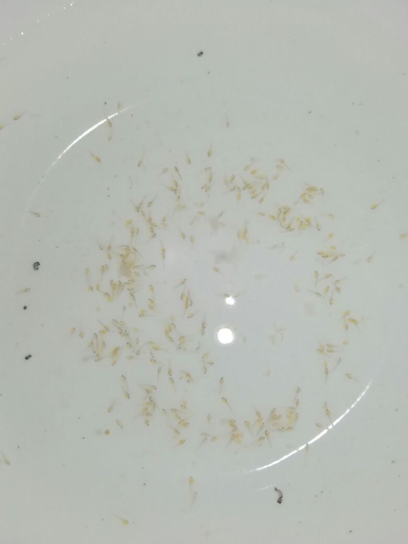 台湾泥鳅苗泥鳅水花苗泥鳅孵化场生长速度快存活率高