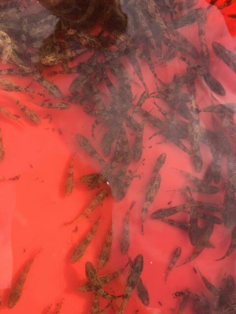 笋壳鱼苗杂交笋壳鱼苗泰国笋壳鱼苗澳洲笋壳鱼苗