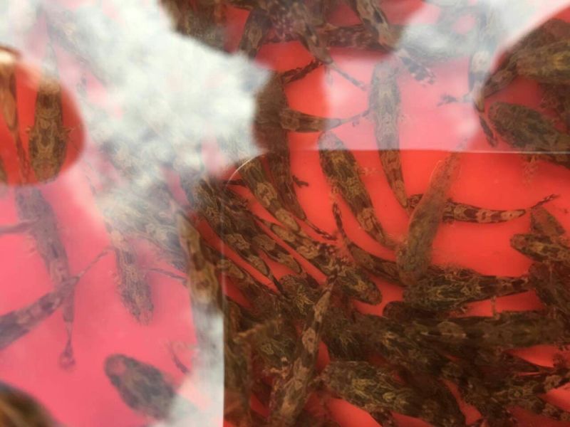 笋壳鱼苗杂交笋壳鱼苗泰国笋壳鱼苗澳洲笋壳鱼苗