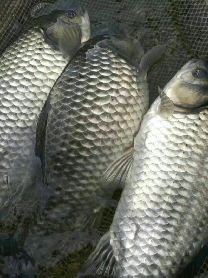鲫鱼苗中科三号鲫鱼苗东北鲫彭泽鲫中科五号鲫鱼苗