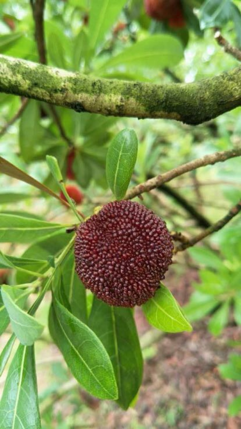 东魁杨梅4~5cm