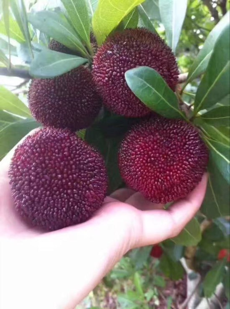 东魁杨梅4~5cm