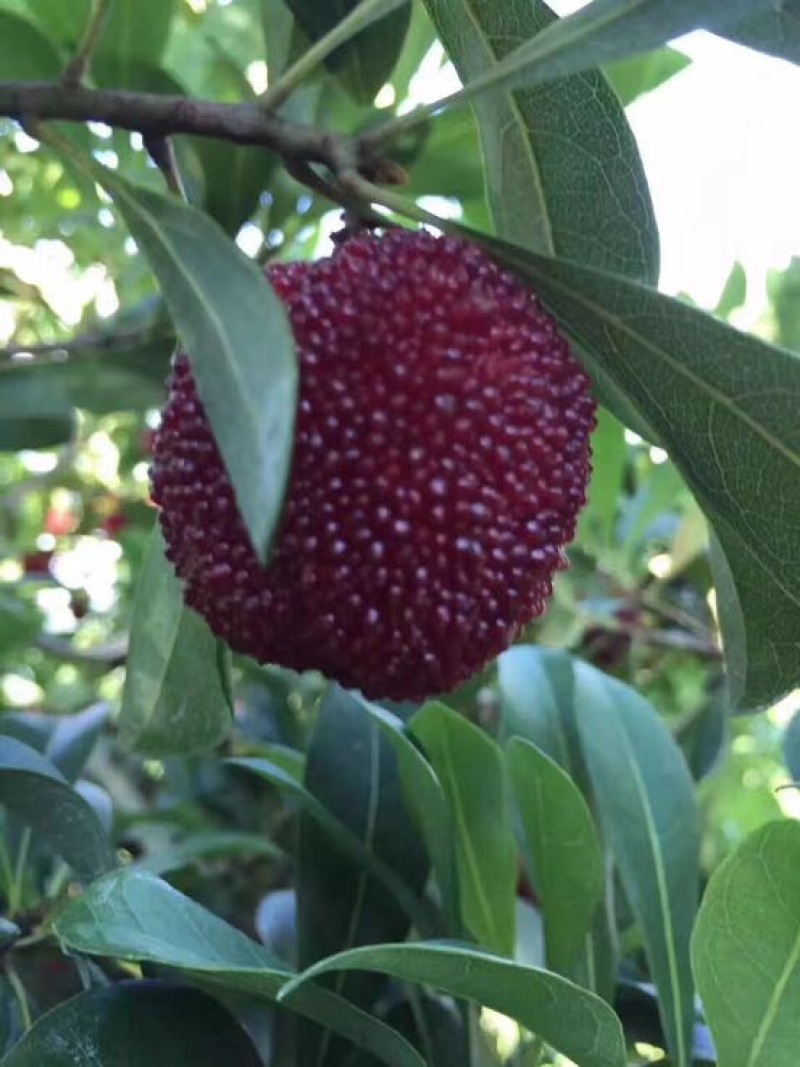 东魁杨梅4~5cm