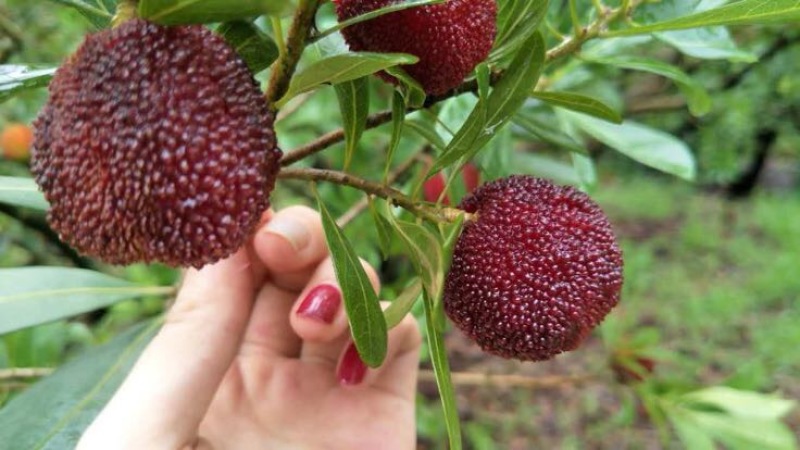 东魁杨梅4~5cm