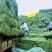 苜蓿草鲜