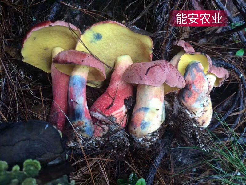 【有好货】云南松茸，顺丰空运包邮，可代发