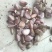 大蒜3.2cm~3.8cm干蒜