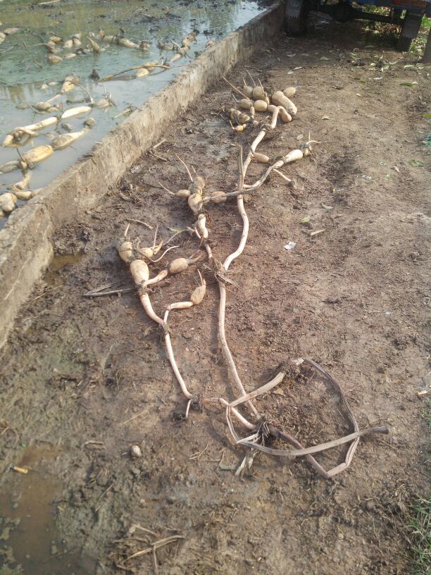 巨无霸莲藕河南南阳南召县_批发_供应-一亩田