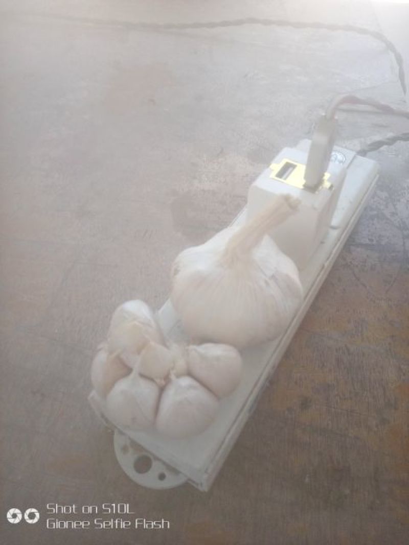 杂交大蒜6cm~6.5cm干蒜