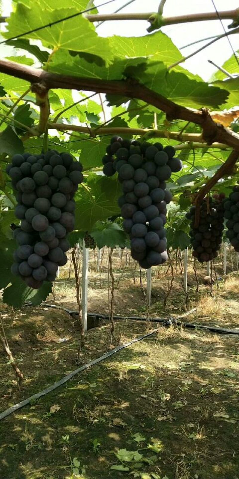 夏黑葡萄1~2斤5%以下