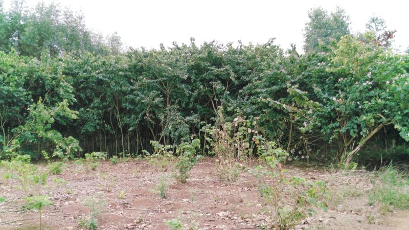 造型松10公分