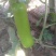 瓠瓜5cm以下10~20cm