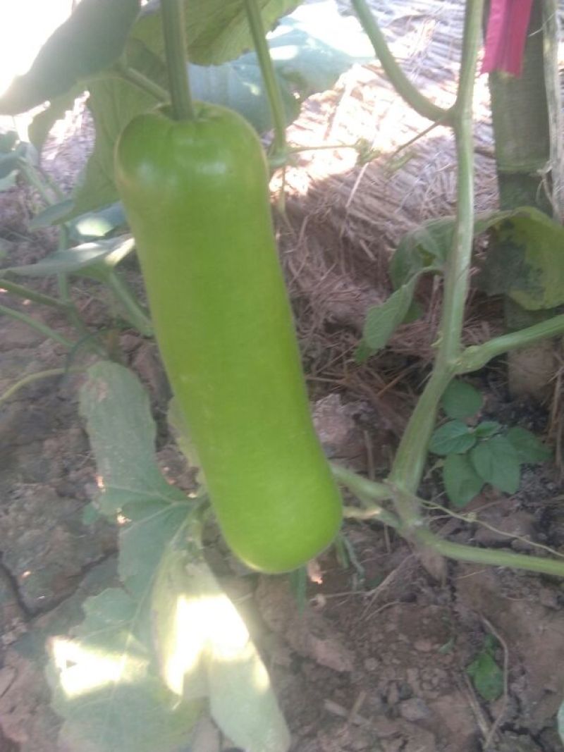瓠瓜5cm以下10~20cm