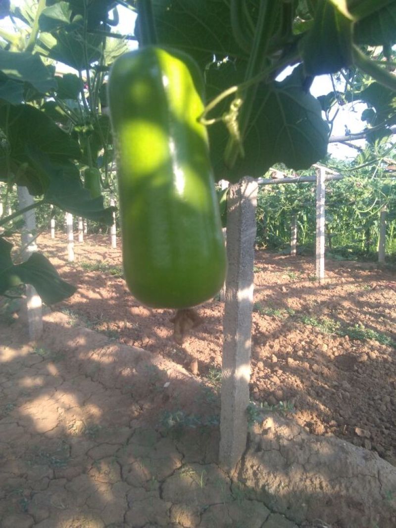 瓠瓜5cm以下10~20cm