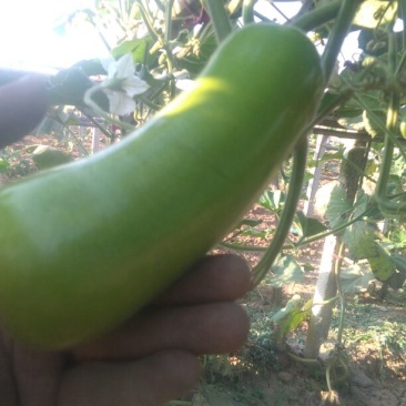 瓠瓜5cm以下10~20cm
