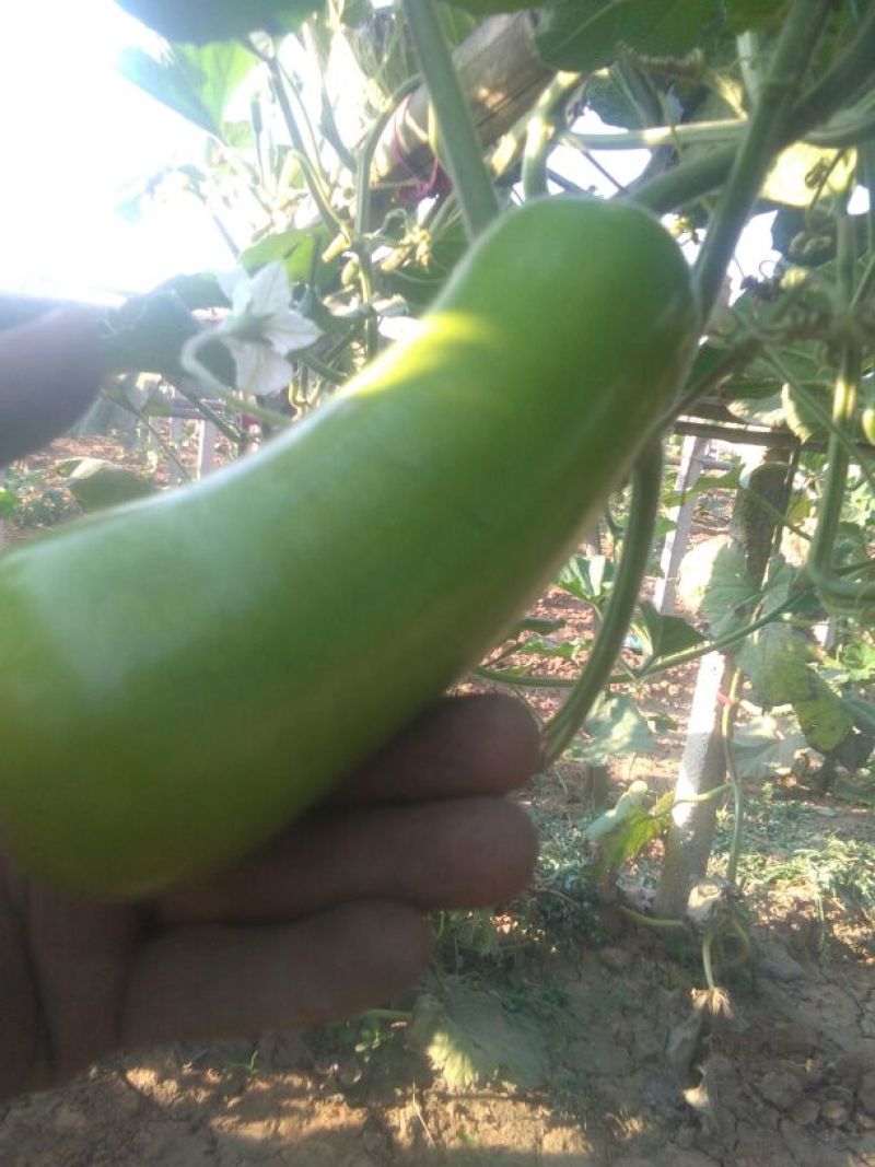 瓠瓜5cm以下10~20cm