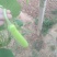 瓠瓜5cm以下10~20cm