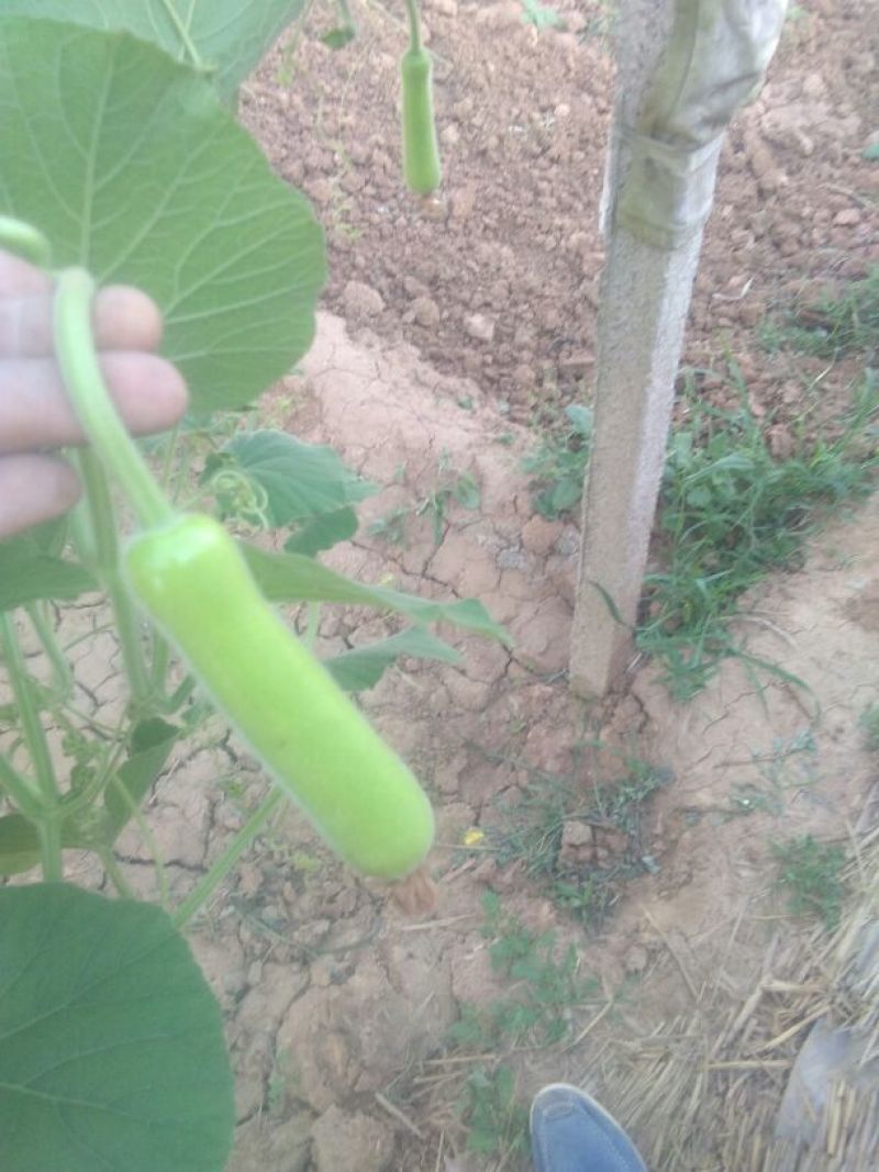 瓠瓜5cm以下10~20cm