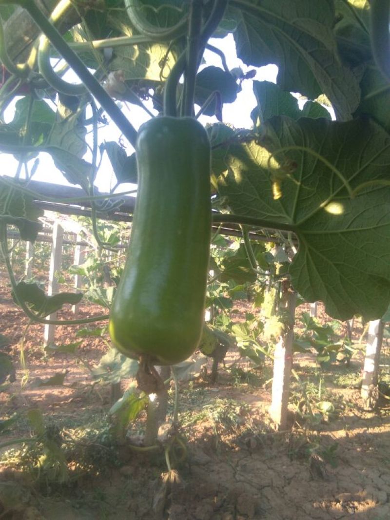 瓠瓜5cm以下10~20cm