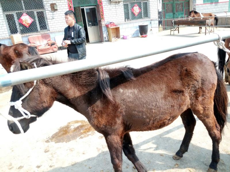 肉马