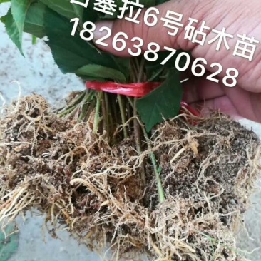 樱桃树苗1年30~50cm