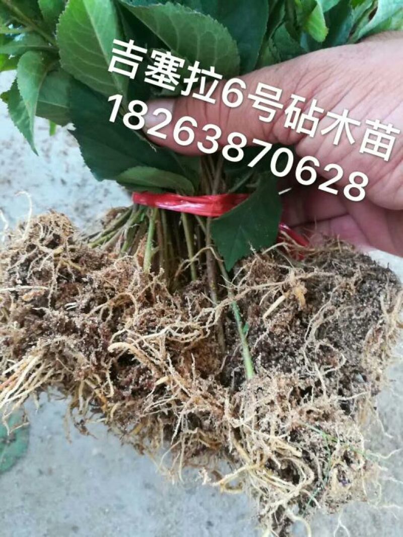 樱桃树苗1年30~50cm