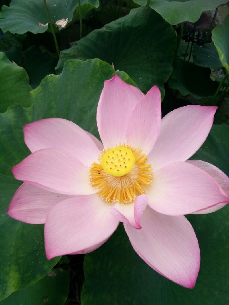 莲蓬~鲜莲子