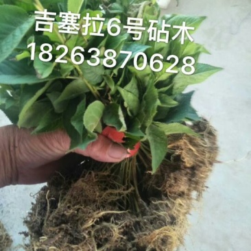 吉塞拉樱桃苗1年30~50cm