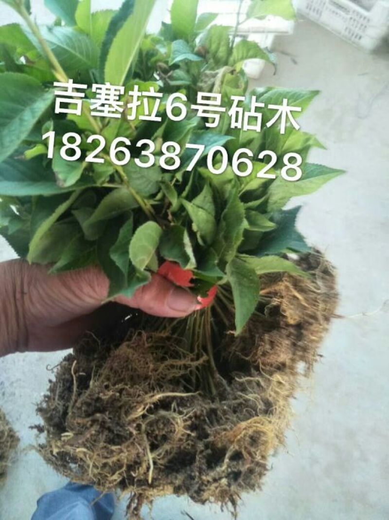 吉塞拉樱桃苗1年30~50cm