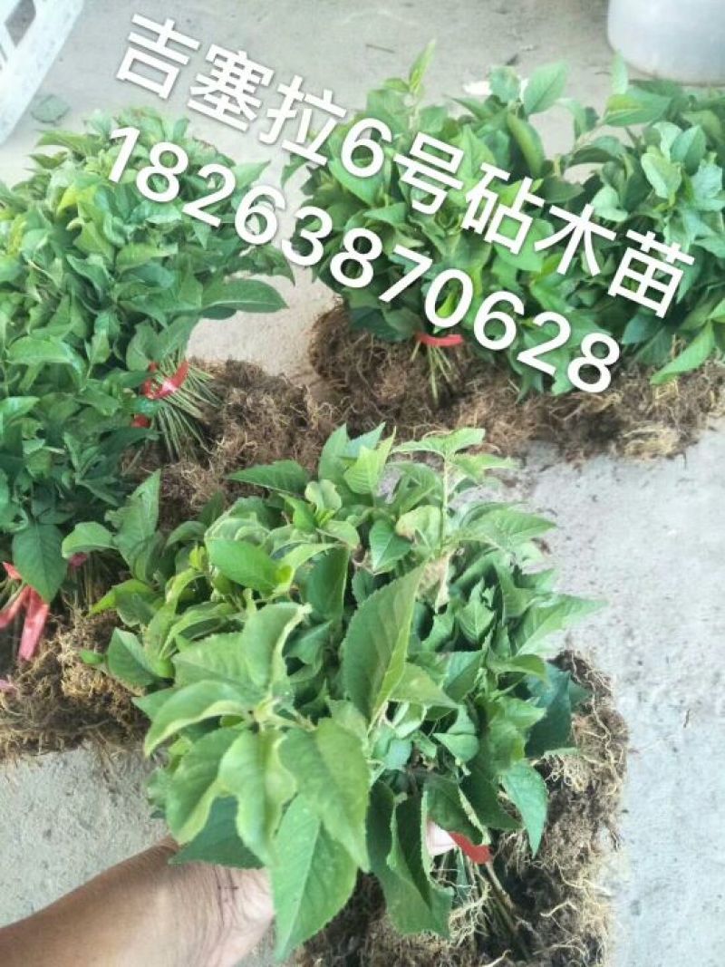 吉塞拉樱桃苗1年30~50cm
