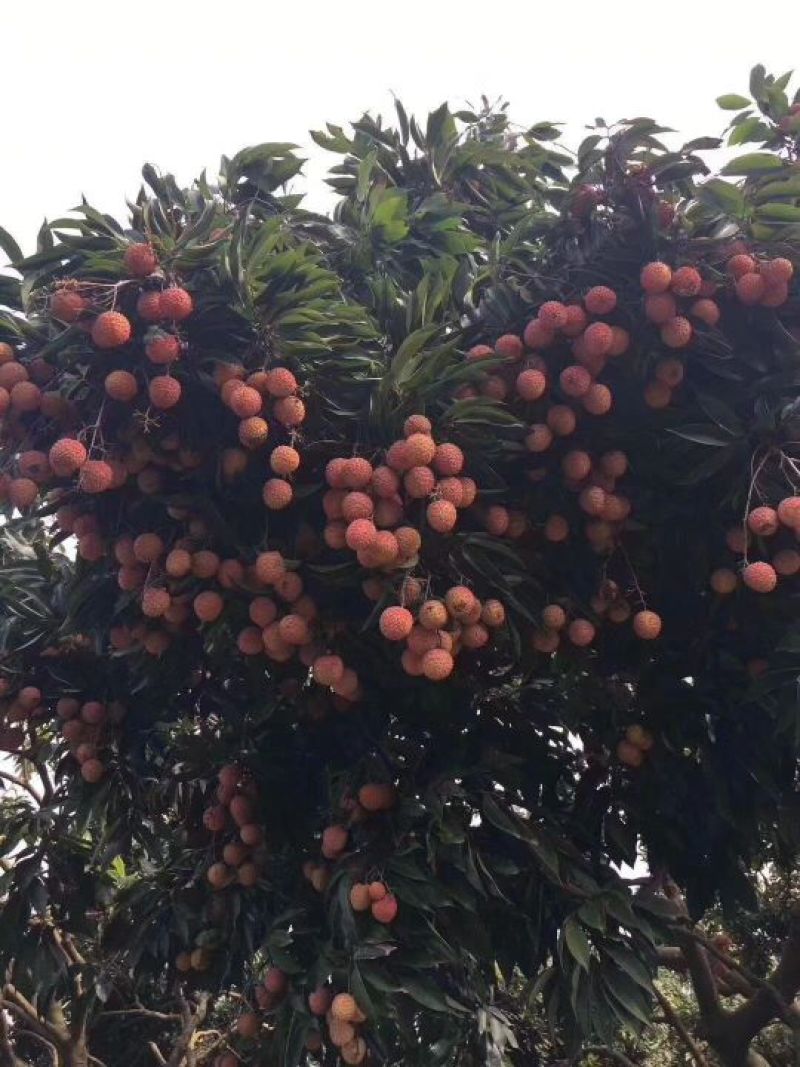 桂味荔枝1.5~2cm