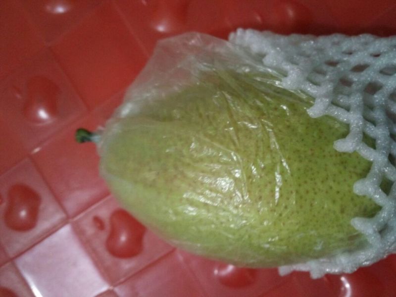 皇冠梨