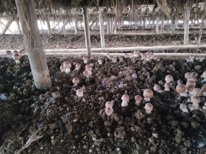 松茸5厘米以上特级