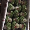 寿光窦姐果蔬批发的一亩田店铺