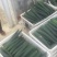 刺黄瓜干花带刺18~22公分