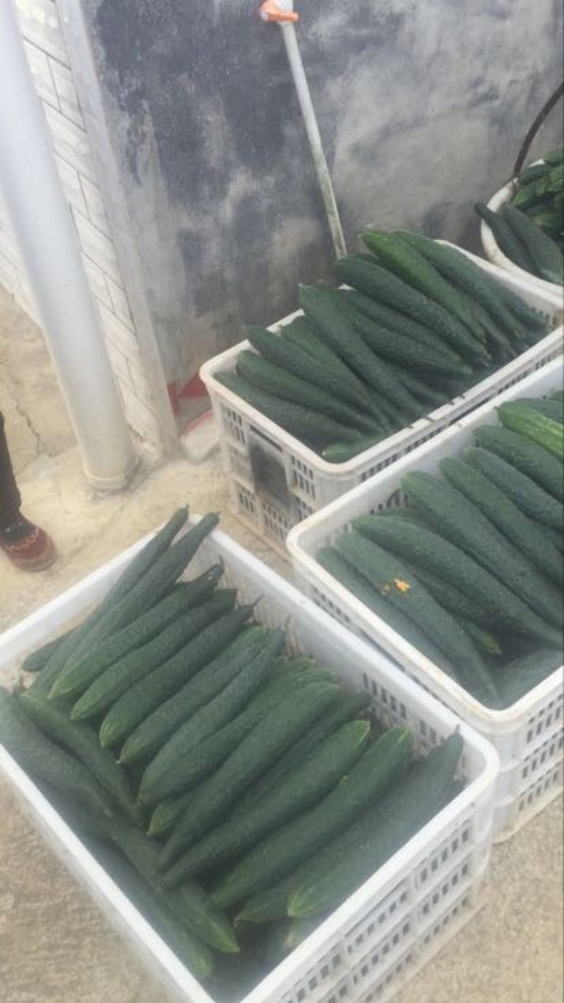 刺黄瓜干花带刺18~22公分