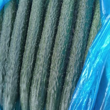 密刺黄瓜25公分以上鲜花带刺