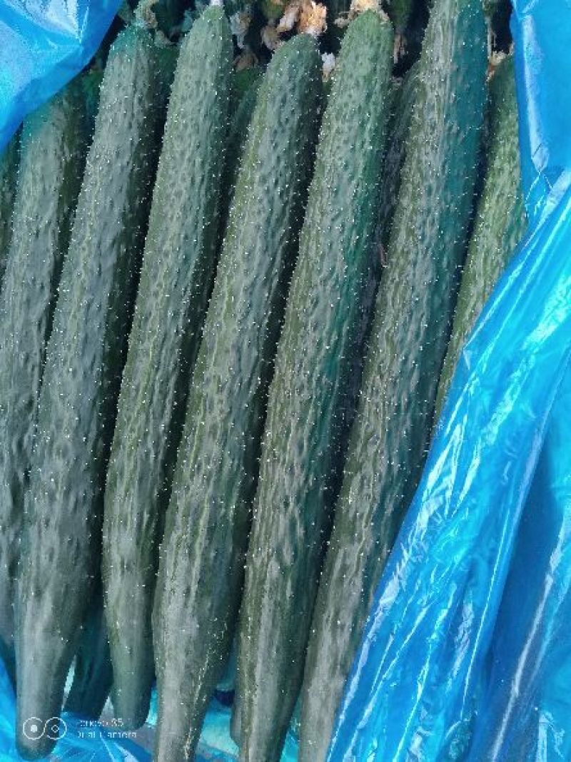 密刺黄瓜25公分以上鲜花带刺