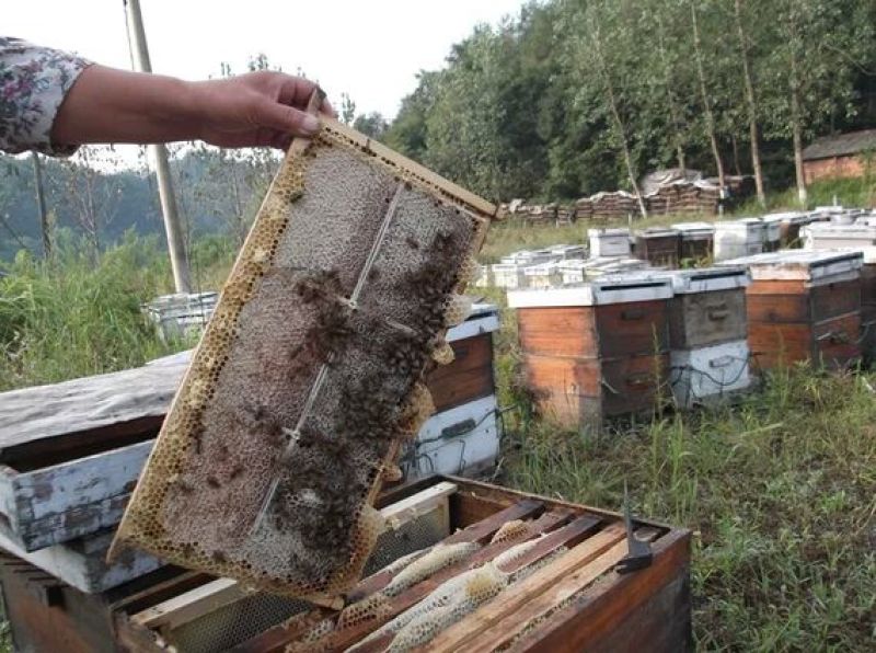 原生态大山深处自家蜂场速冻鲜蜂王浆