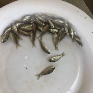 鲫鱼苗3~5公分