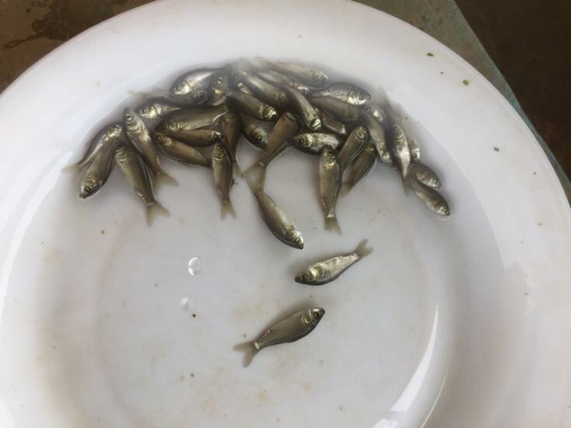 鲫鱼苗3~5公分