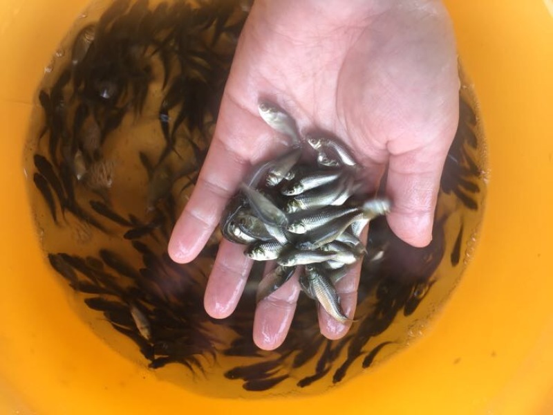 鲫鱼苗3~5公分