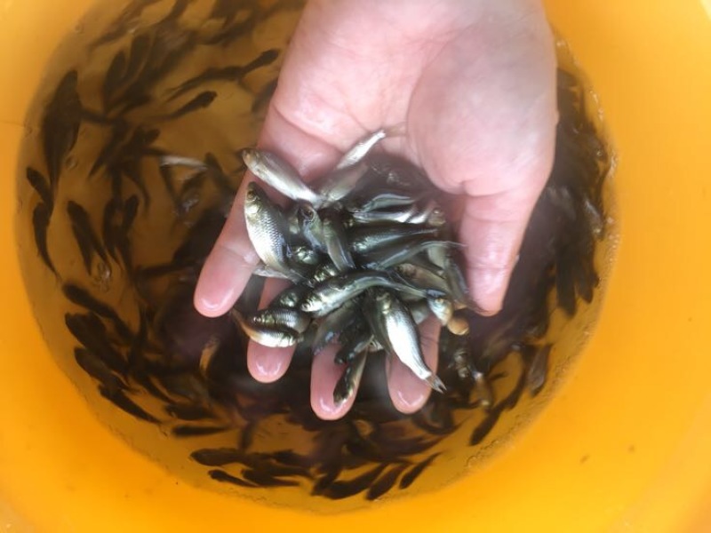 鲫鱼苗3~5公分