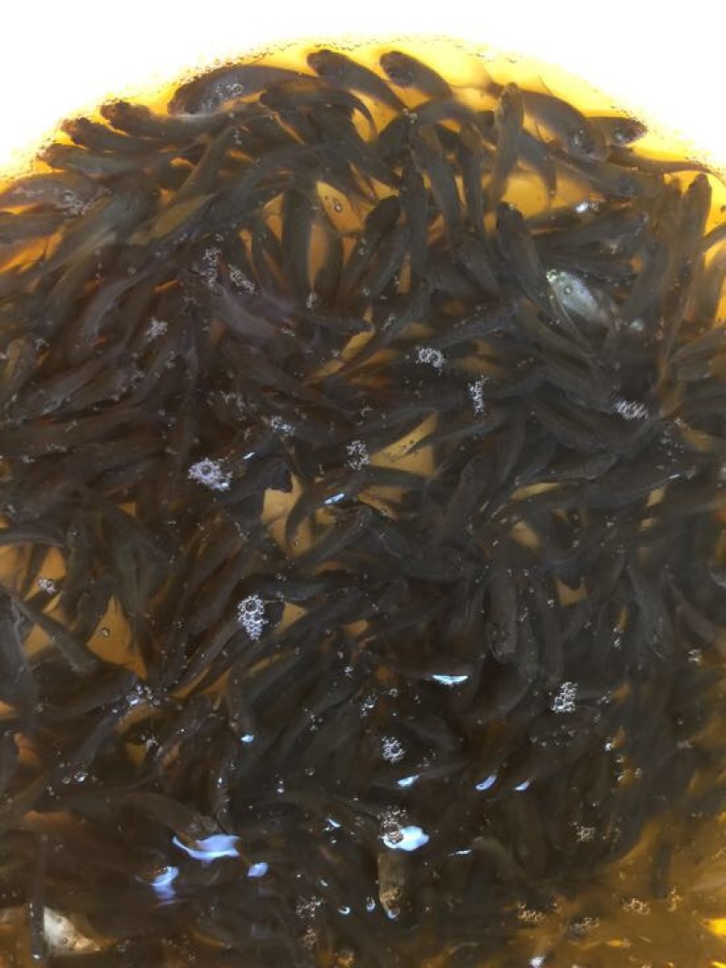 鲫鱼苗3~5公分