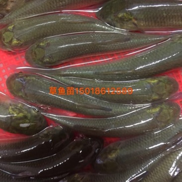 草鱼苗人工养殖10cm以上
