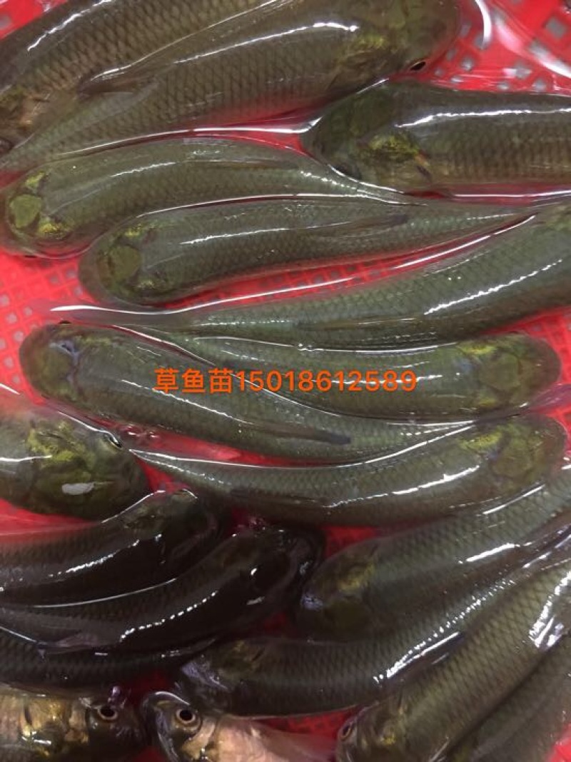 草鱼苗人工养殖10cm以上