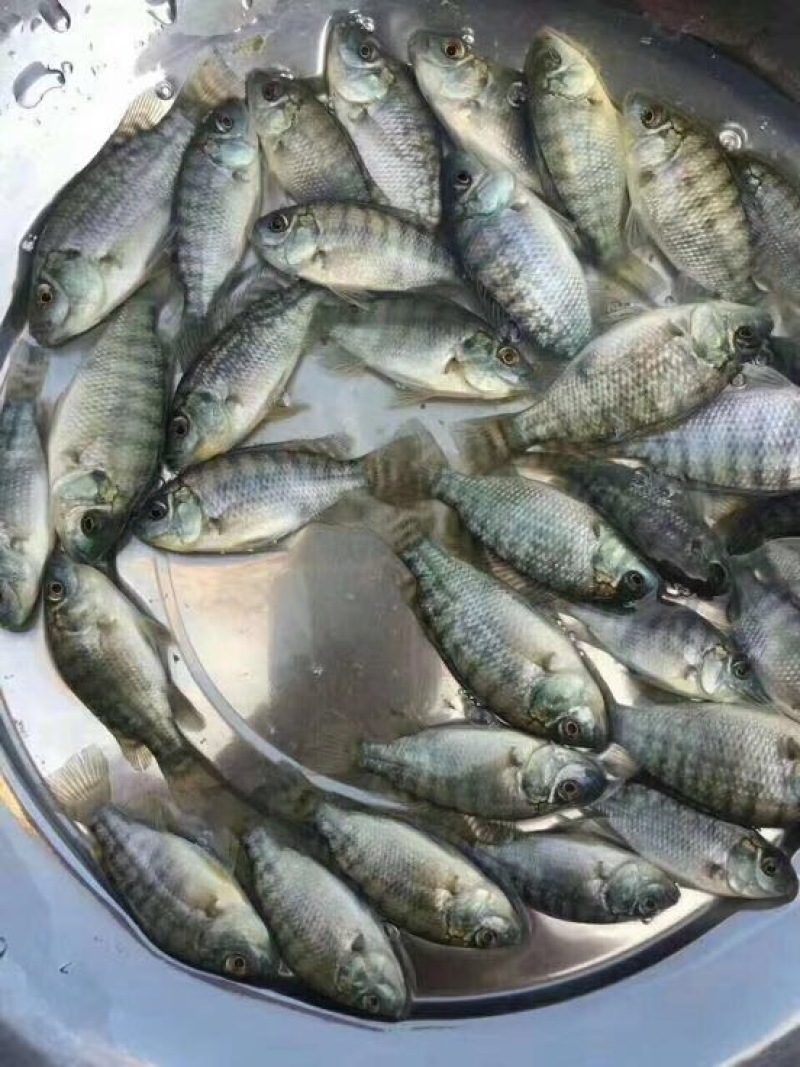 罗非鱼活鱼