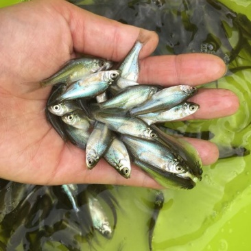 鳊鱼活鱼10cm以下
