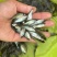 鳊鱼活鱼10cm以下